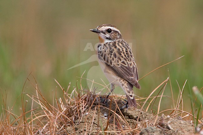 Whinchat perched; Paapje zittend stock-image by Agami/Daniele Occhiato,