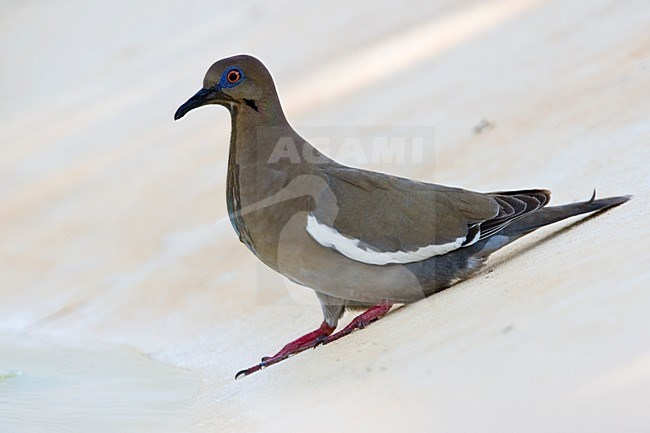 Witvleugeltreurduif bij drinkplaats Mexico, White-winged Dove at pool Mexico stock-image by Agami/Wil Leurs,