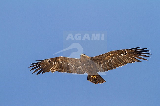 Steppe Eagle - Steppenadler - Aquila nipalensis, Oman, adult stock-image by Agami/Ralph Martin,