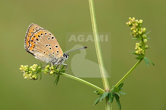 Rode vuurvlinder; Purple-edged Copper; stock-image by Agami/Walter Soestbergen,