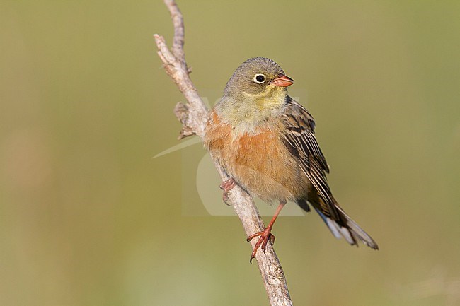 Ortolan Bunting - Ortolan - Emberiza hortulana, Kazakhstan, adult male stock-image by Agami/Ralph Martin,