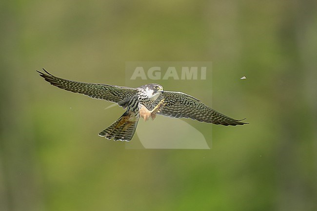 Eurasian Hobby (Falco subbuteo) hunting insects in front of green background in Switzerland. stock-image by Agami/Marcel Burkhardt,