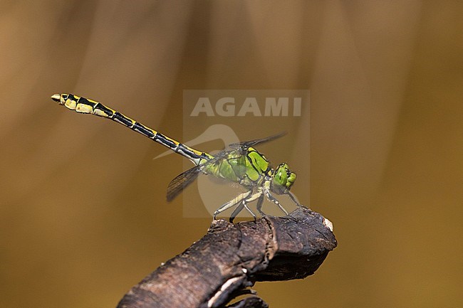 Male Imago Gaffellibel; Adult male Green Snaketail; Adult male Green Clubtail stock-image by Agami/Wil Leurs,