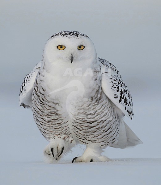 Sneeuwuil lopend, Snowy Owl walking stock-image by Agami/David Hemmings,