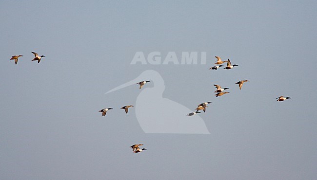 Northern Shoveler group flying; Slobeend groep vliegend stock-image by Agami/Marc Guyt,