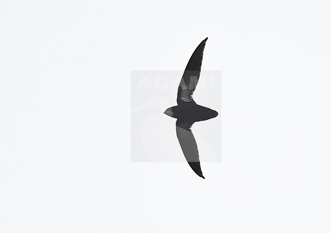 Philippine Spine-tailed Swift (Mearnsia picina) PICOP, Mindanao, at PICOP, Mindanao, in the Philippines. Also known as the Philippine Needletail. stock-image by Agami/Laurens Steijn,