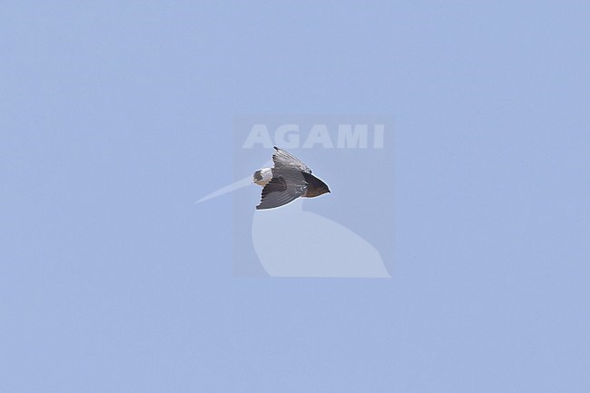 Bat-like Spinetail (Neafrapus boehmi) in flight in Tanzania. stock-image by Agami/Dubi Shapiro,