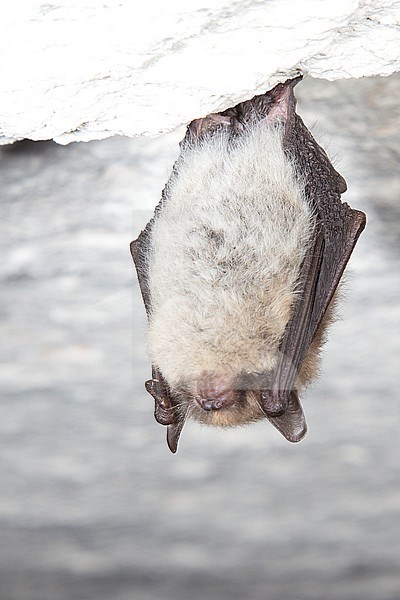 Baardvleermuis in winterslaap, Whiskered Bat in hibernation stock-image by Agami/Theo Douma,