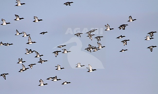 Groep Kuifeenden in de vlucht, Group of Tufted Ducks in flight stock-image by Agami/Karel Mauer,