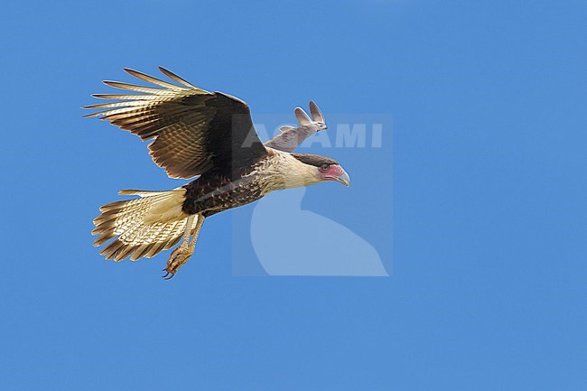 Immature
Hidalgo Co., TX
February 2014 stock-image by Agami/Brian E Small,