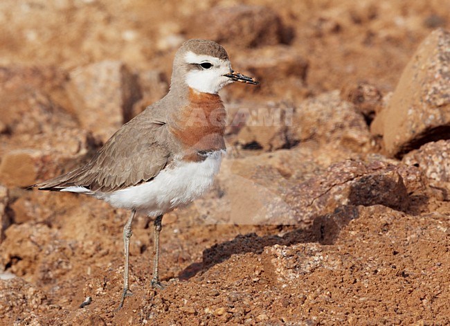 Kaspische Plevier volwassen staand; Caspian Plover adult perched stock-image by Agami/Markus Varesvuo,