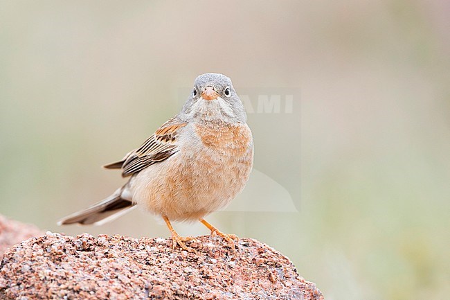 Grey-necked Bunting - Steinortolan - Emberiza buchanani, Kyrgyzstan, adult male stock-image by Agami/Ralph Martin,