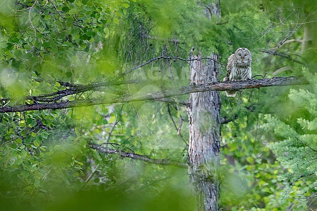 Ural Owl - Habichtskauz - Strix uralensis ssp. uralensis, Russia (Baikal), adult stock-image by Agami/Ralph Martin,
