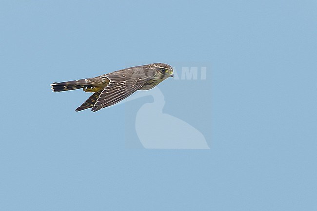 Adult female American Merlin (Falco columbarius columbarius) in flight over Chambers Co., Texas, USA in 
October 2017 stock-image by Agami/Brian E Small,