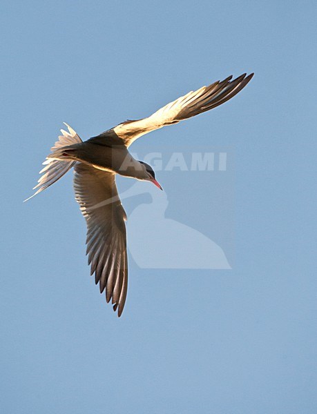 Visdief vliegend; Common Tern adult flying stock-image by Agami/Marc Guyt,