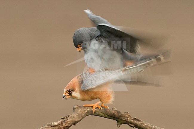 Roodpootvalk parend; Red-footed Falcon mating stock-image by Agami/Bence Mate,