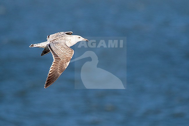 Second calender year Great Black-backed Gull (Larus marinus) flying over Dutch North Sea off IJmuiden, Netherlands. Side view, showing upper wing pattern. stock-image by Agami/Marc Guyt,