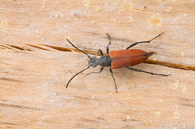 Anastrangalia sanguinolenta - Blutroter Halsbock, Germany (Baden-Württemberg), imago, female stock-image by Agami/Ralph Martin,