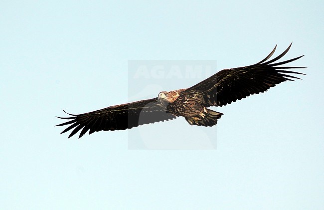 Juvenile White-tailed Eagle (Haliaeetus albicilla) in flight at Arresø in Denmark. Gliding towards the photographer, seen from below, showing under wing pattern. stock-image by Agami/Helge Sorensen,