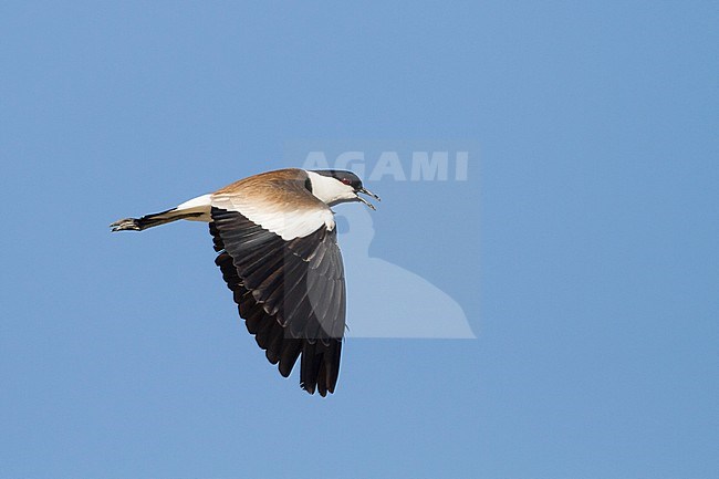 Sporenkievit, Spur-winged Plover, Vanellus spinosus, Cyprus, adult stock-image by Agami/Ralph Martin,