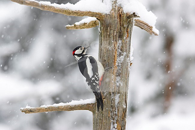 Great Spotted Woodpecker climbing tree in winter; Grote bonte Specht tegen boom klimmend in de winter stock-image by Agami/Markus Varesvuo,