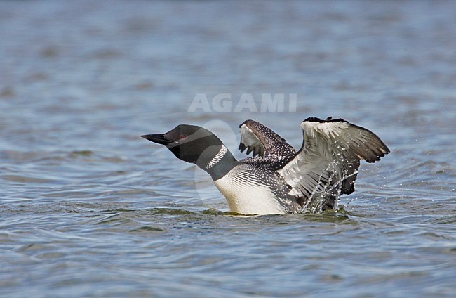 Great Northern Loon adult swimming; IJsduiker volwassen zwemmend stock-image by Agami/Markus Varesvuo,