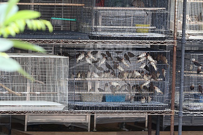 Pet bird shops full with illegal caught birds in Singapore. stock-image by Agami/James Eaton,