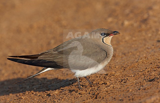 Vorkstaartplevier staand op grond; Collared Pratincole perched on ground stock-image by Agami/Markus Varesvuo,