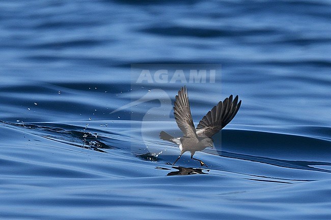 Wilson's Storm Petrel (Oceanites oceanicus) flying over the Atlantic ocean off Portugal. Dancing on the water surface, looking for food. stock-image by Agami/Laurens Steijn,