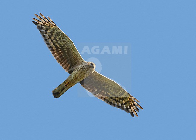 Hen Harrier female flying; Blauwe Kiekendief vrouw vliegend stock-image by Agami/Markus Varesvuo,