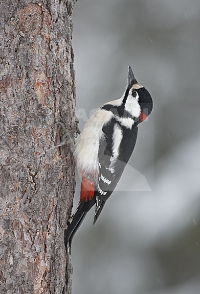 Great Spotted Woodpecker perched on a tree in winter; Grote bonte Specht zittend op een boom in de winter stock-image by Agami/Jari Peltomäki,