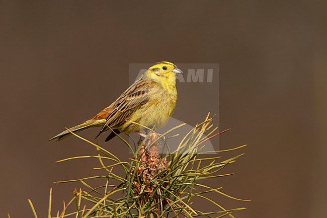 geelgors zittend op dennetak; Yellowhammer sitting on pearch; stock-image by Agami/Walter Soestbergen,