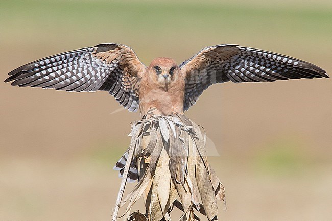 Red-footed Falcon (Falco vespertinus), adult female alighting on a dead corn plant stock-image by Agami/Saverio Gatto,