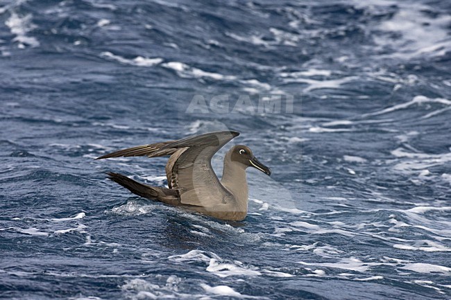 Zwarte Albatros in zit; Sooty Albatros swimming stock-image by Agami/Marc Guyt,