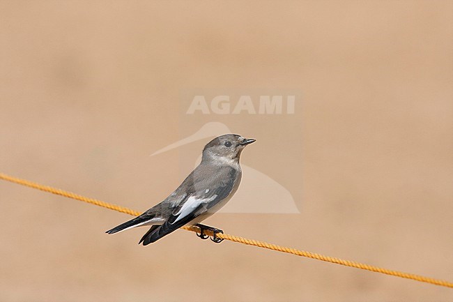 Collared Flycatcher (Ficedula albicollis), adult male non-breeding during autumn migration in Egypt. stock-image by Agami/Edwin Winkel,