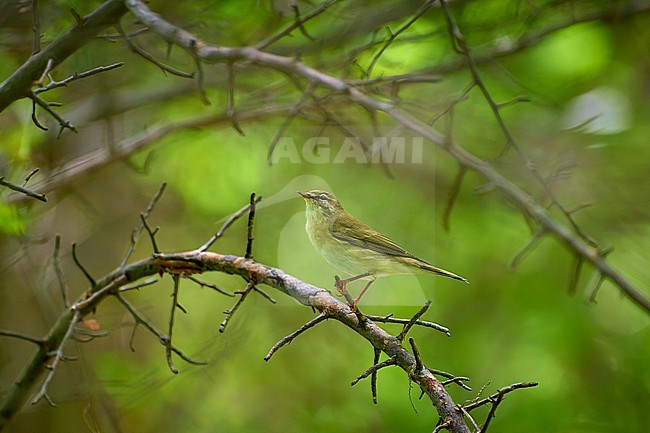 Willow Warbler (Phylloscopus trochilus) on its wintering grounds in Africa, Botswana stock-image by Agami/Tomas Grim,