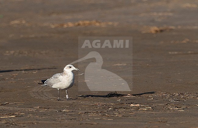 Immature Audouin's Gull (Ichthyaetus audouinii) at the Ebro delta, Spain. Standing on the beach. stock-image by Agami/Marc Guyt,