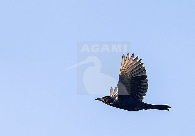 Brown-winged starling (Aplonis grandis) on the Solomon Islands. stock-image by Agami/Marc Guyt,