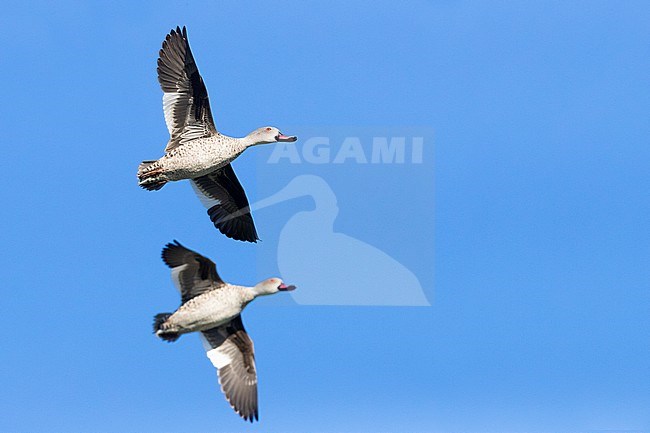 Cape Teal (Anas capensis), two males  in flight showing underparts, Western Cape, South Africa stock-image by Agami/Saverio Gatto,
