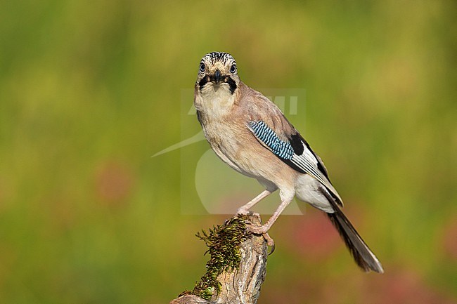 Eurasian Jay (Garrulus glandarius), adult perched on an old branch, Campania, Italy stock-image by Agami/Saverio Gatto,