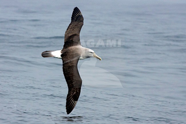 Salvins Albatros; Grey-backed Albatross; Salvin's Albatross stock-image by Agami/Martijn Verdoes,