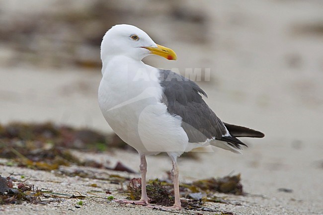 Pacifische Mantelmeeuw langs de kust Californie USA, Western Gull at the coast California USA stock-image by Agami/Wil Leurs,