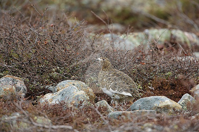 Adult female Willow Grouse (Lagopus lagopus) in June walking through a clearing in the Finnish taiga forest. stock-image by Agami/Arie Ouwerkerk,