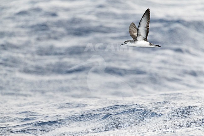 Barolo shearwater (Puffinus baroli), flying over the Atlantic Ocean near Madeirs. This is a small species of shearwater which breeds in the Azores and Canaries of Macaronesia in the North Atlantic Ocean. stock-image by Agami/Marc Guyt,