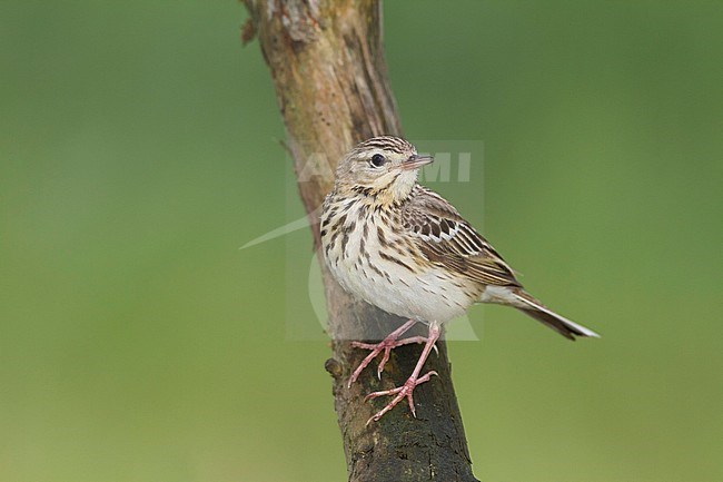 Tree Pipit - Baumpieper - Anthus trivialis ssp. trivialis, Germany stock-image by Agami/Ralph Martin,