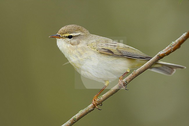 Willow Warbler - Fitis - Phylloscopus trochilus ssp. trochilus, Germany stock-image by Agami/Ralph Martin,