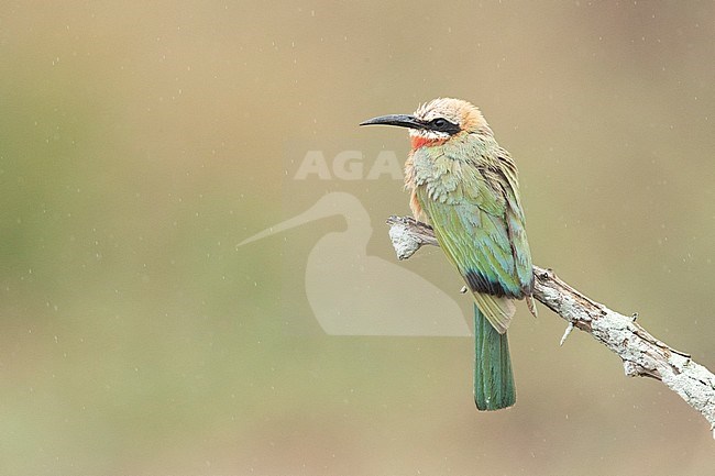 White-fronted Bee-eater (Merops bullockoides), individual perched on a branch, Mpumalanga, South Africa stock-image by Agami/Saverio Gatto,