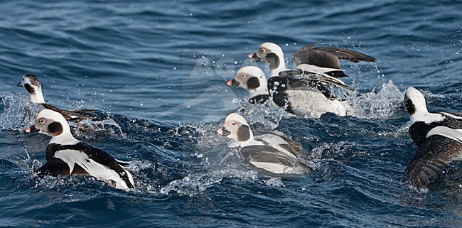 IJseend mannetjes vechtend; Long-tailed Duck males fighting stock-image by Agami/Jari Peltomäki,