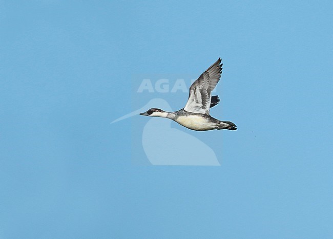 Smew (Mergellus albellus), first winter male in flight, seen from the side, showing under wing. stock-image by Agami/Fred Visscher,