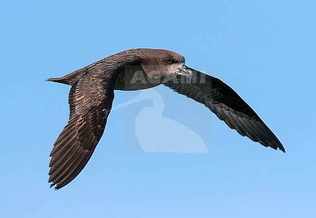 Grey-faced Petrel (Pterodroma gouldi) in flight high in the sky off Kaikoura, South Island, New Zealand. Seen from the side. stock-image by Agami/Marc Guyt,